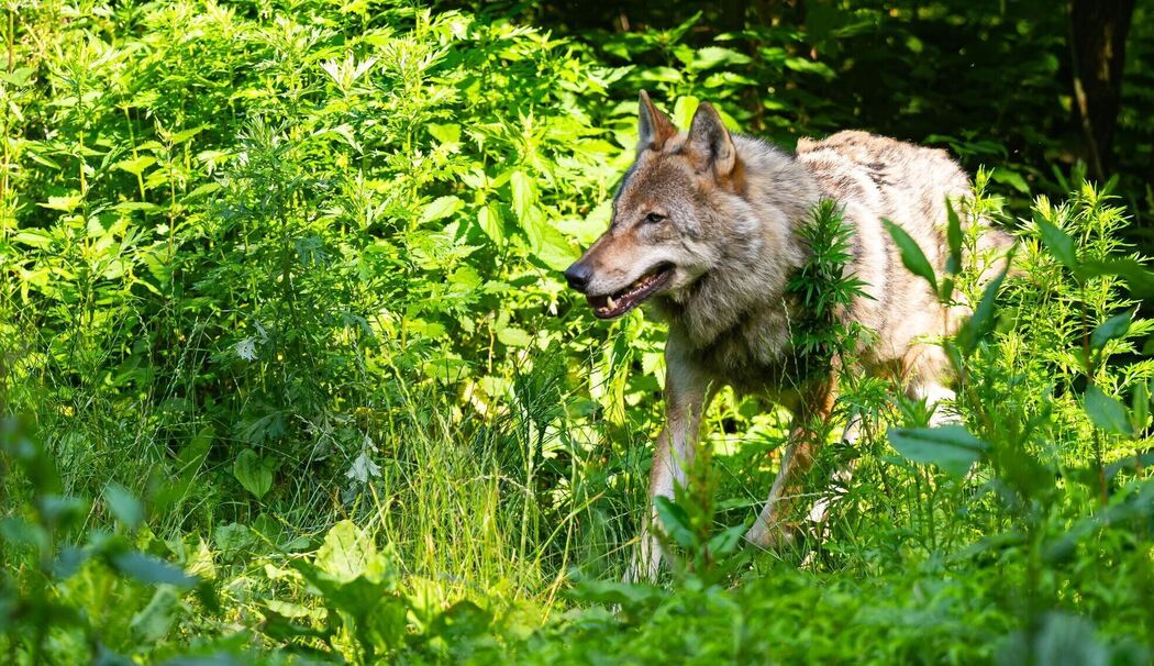 Wolf