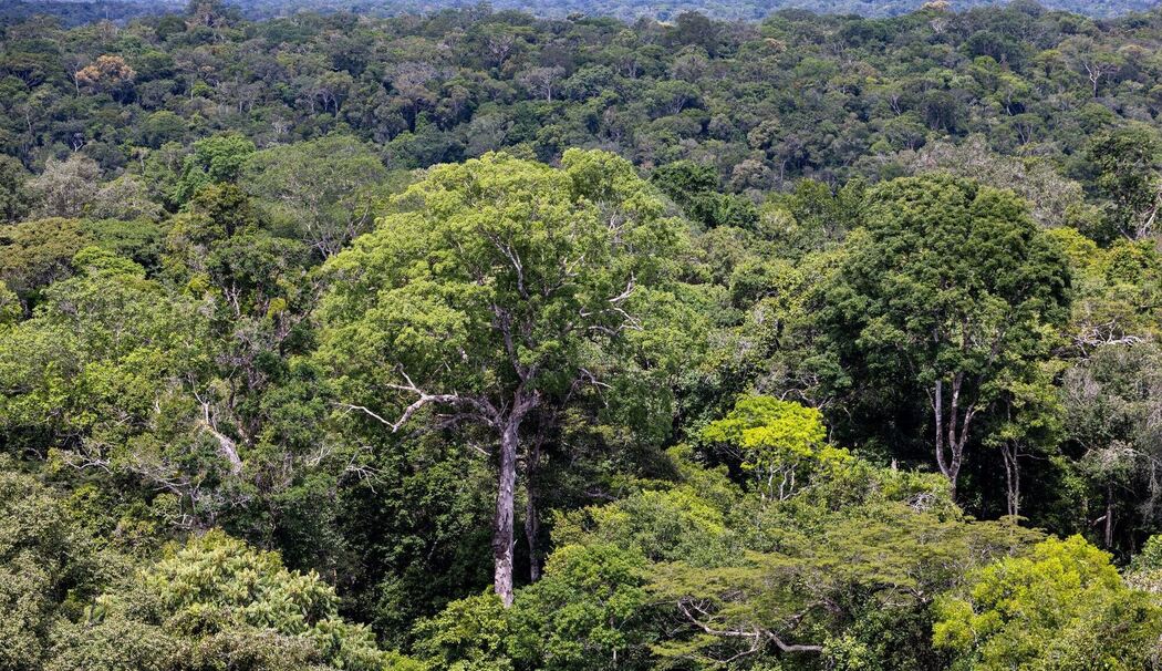 Der Regenwald in Brasilien