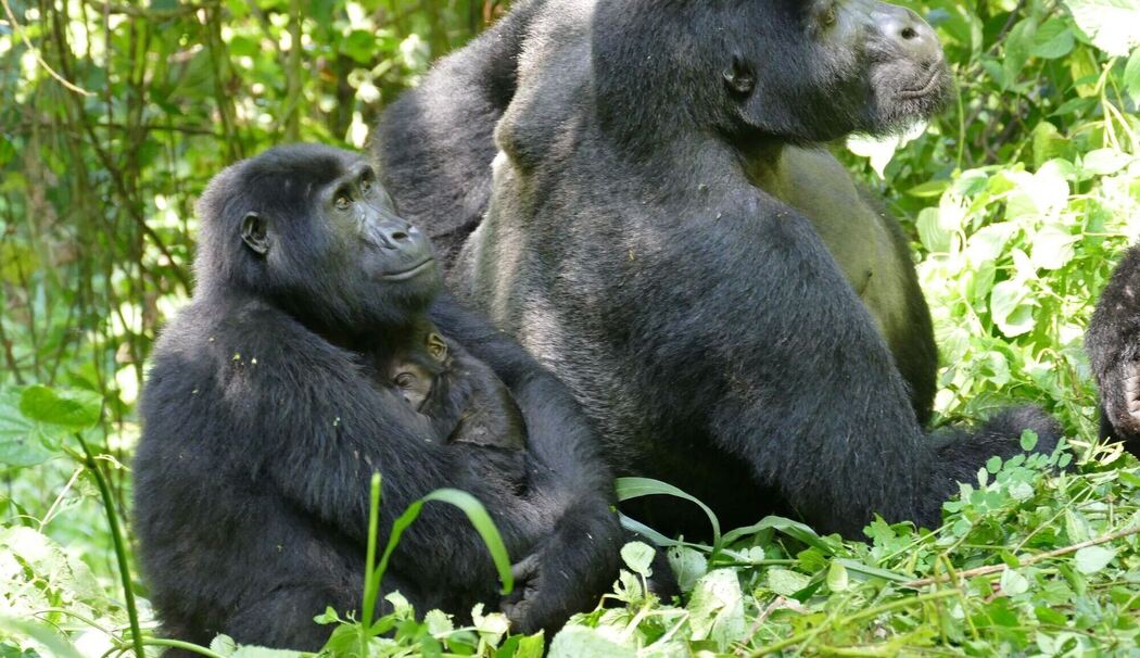 Berggorillas in Uganda