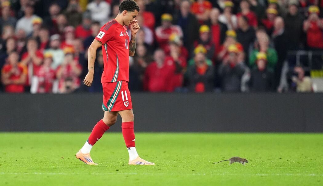 Wales - Belgien