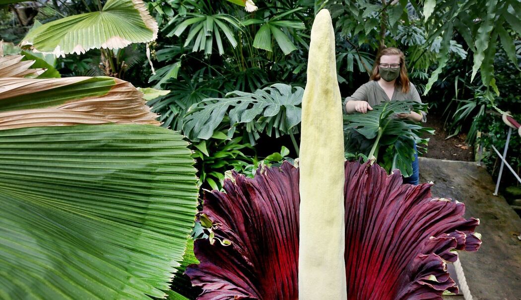 Titanenwurz im Botanischen Garten öffnet sich