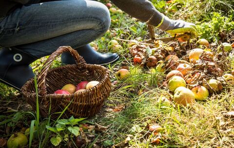 Eine Frau sammelt Fallobst auf