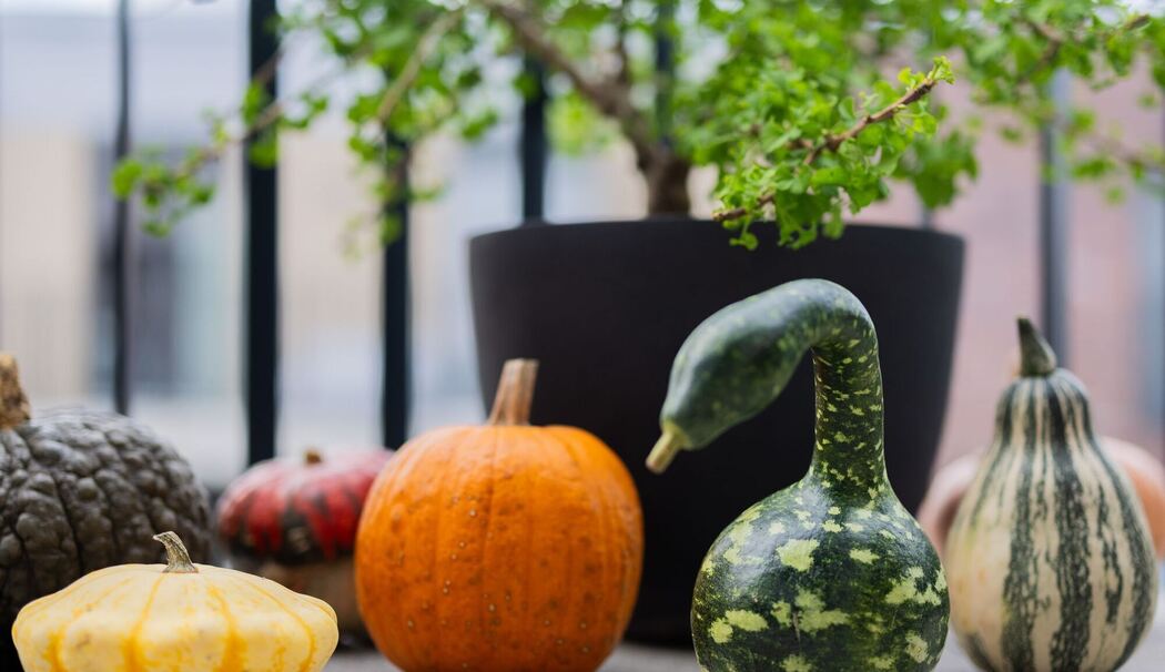 Populärer Pumpkin: Der kolossale Kürbis-Boom