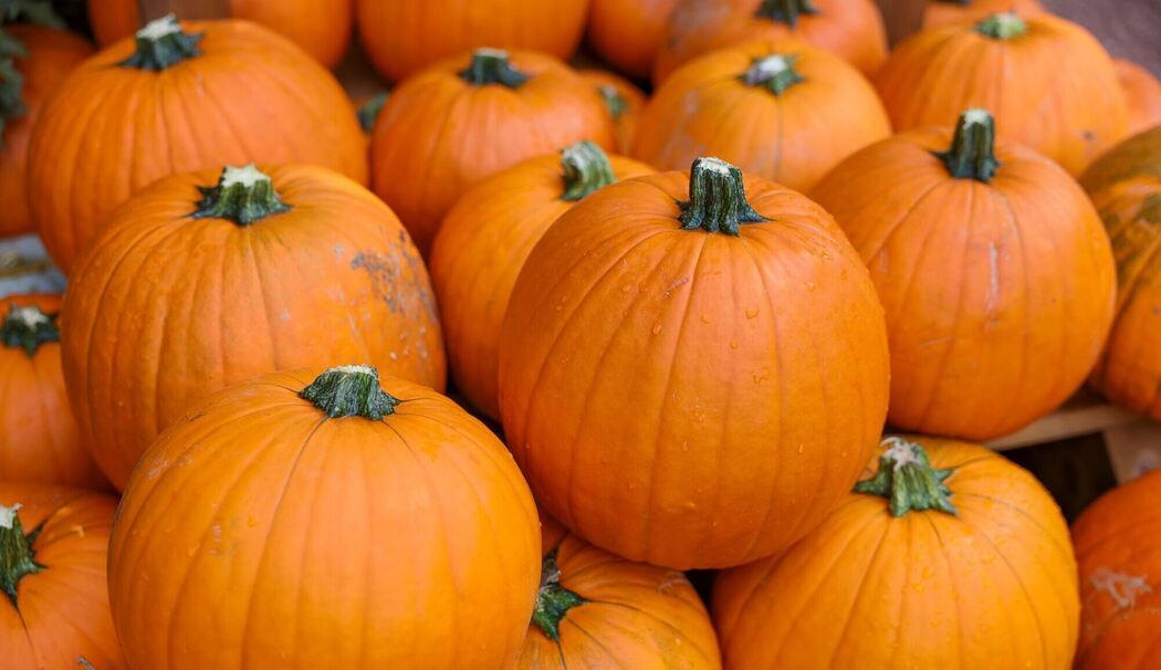 Populärer Pumpkin: Der kolossale Kürbis-Boom