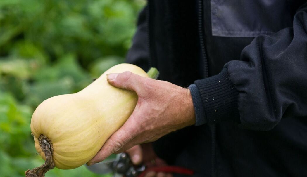 Populärer Pumpkin: Der kolossale Kürbis-Boom