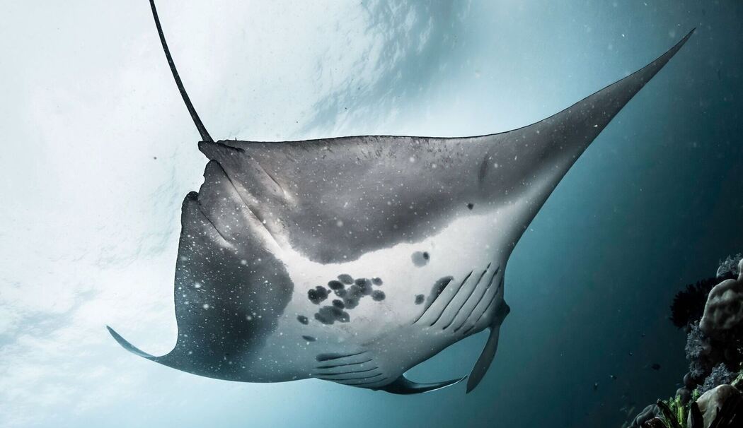 Mantarochen