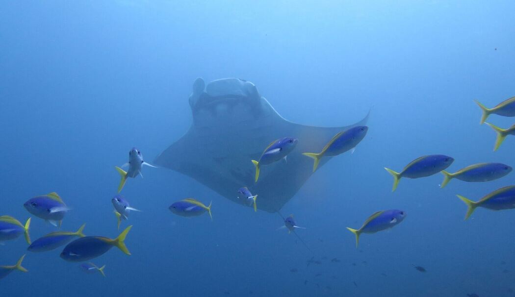 Mantarochen