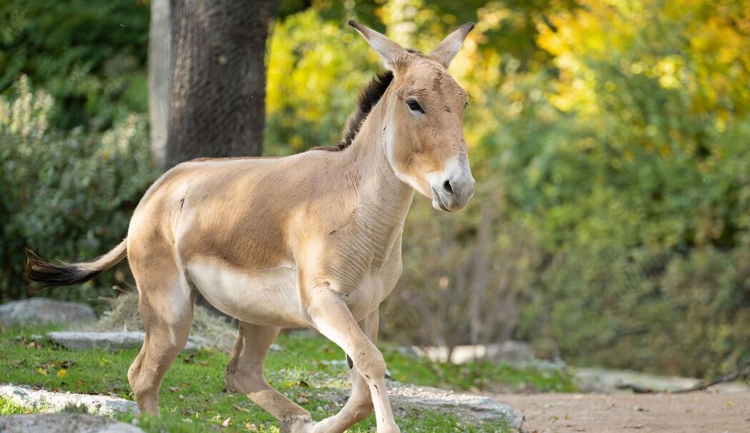 Onager - Tiergarten Schönbrunn