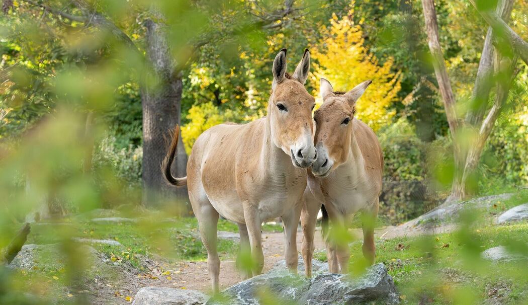 Onager - Tiergarten Schönbrunn