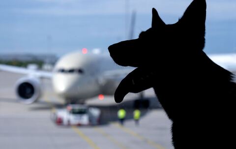 Flugreisen mit Hunden