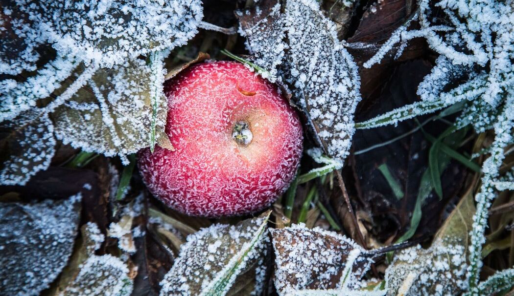 Apfel liegt bei Frost zwischen Laubblättern