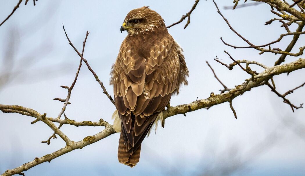 Mäusebussard