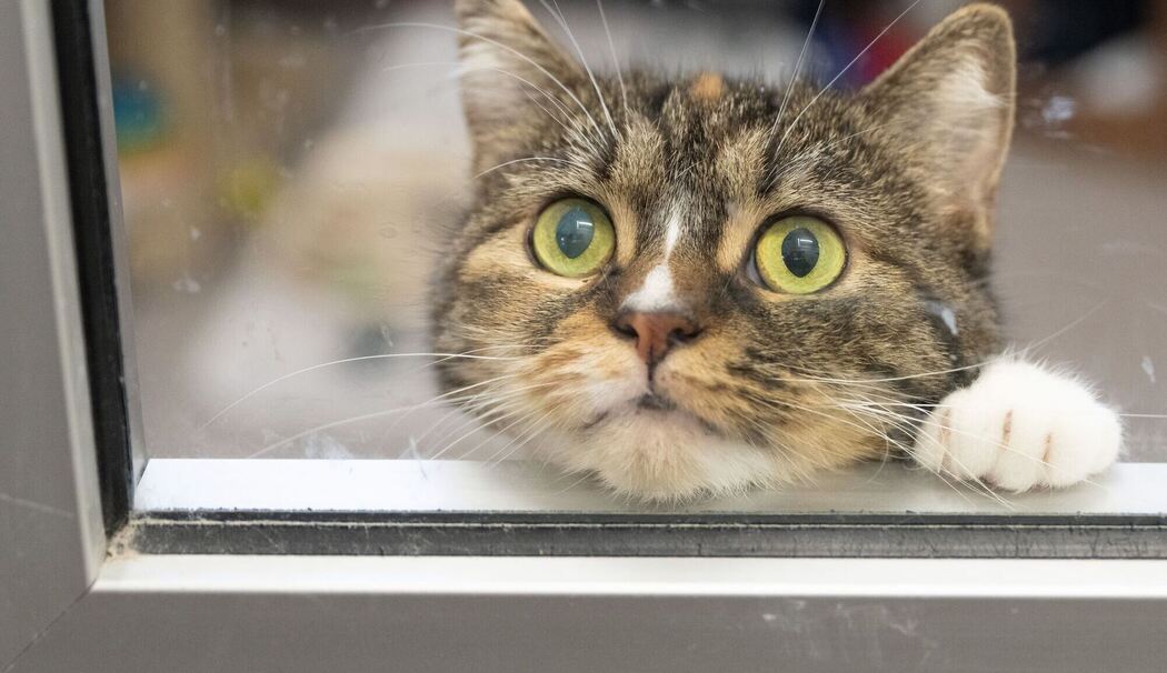Katze schaut aus einem Fenster