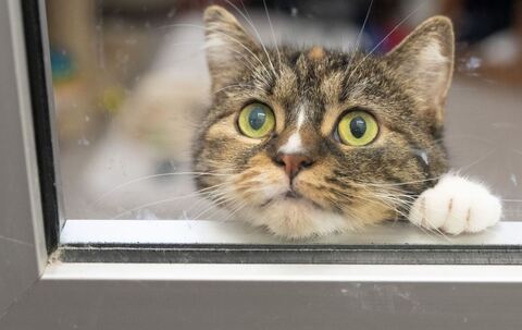 Katze schaut aus einem Fenster