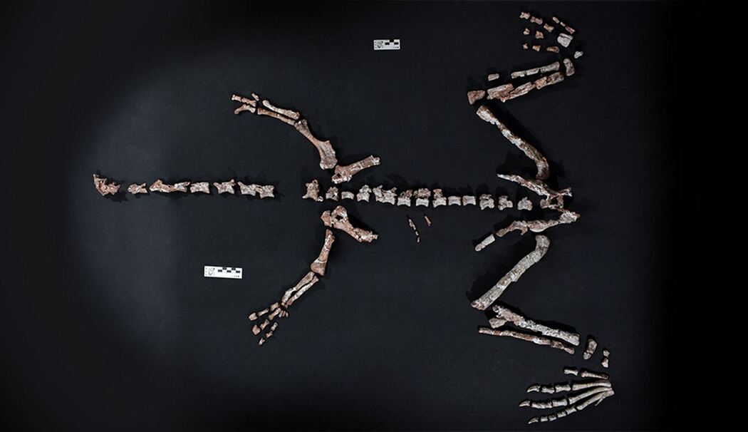 Einer der ältesten Dinosaurier in Argentinien gefunden