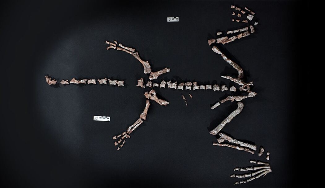 Einer der ältesten Dinosaurier in Argentinien gefunden