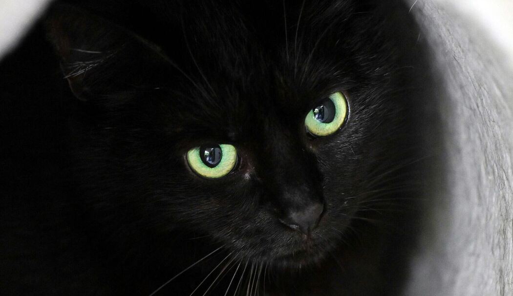 Schwarze Katze