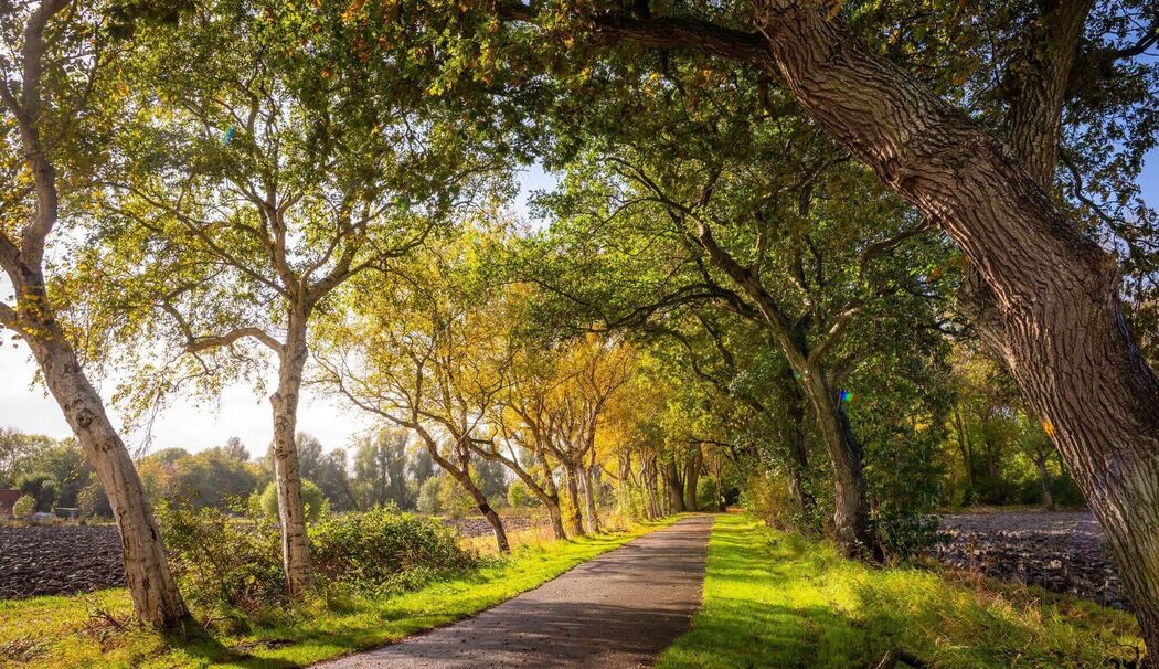 Allee des Jahres 2025 Allee des Jahres 2025
