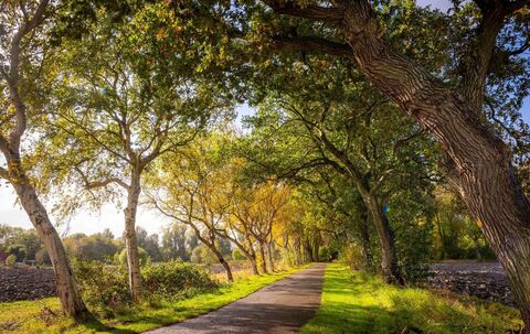 Allee des Jahres 2025