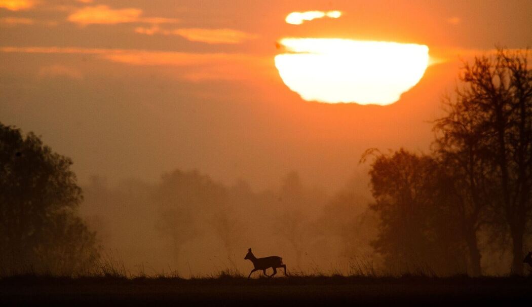 Reh läuft bei Sonnenaufgang über ein Feld