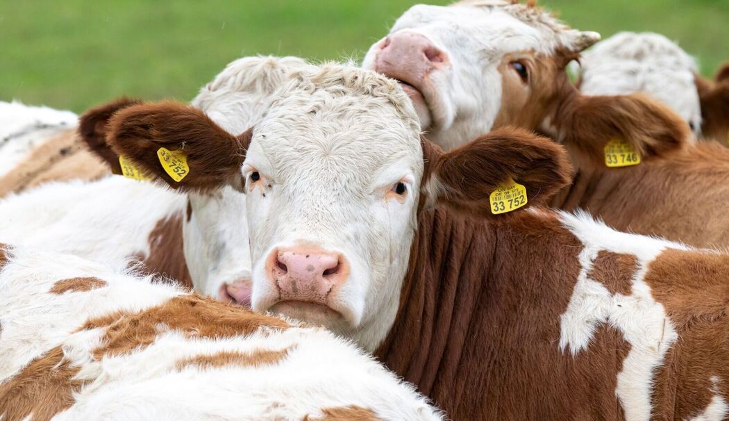 Symbolfoto Kühe in Bayern