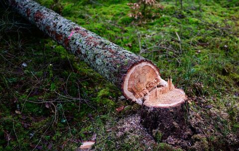 Motorsägekurse bei den Landesforsten