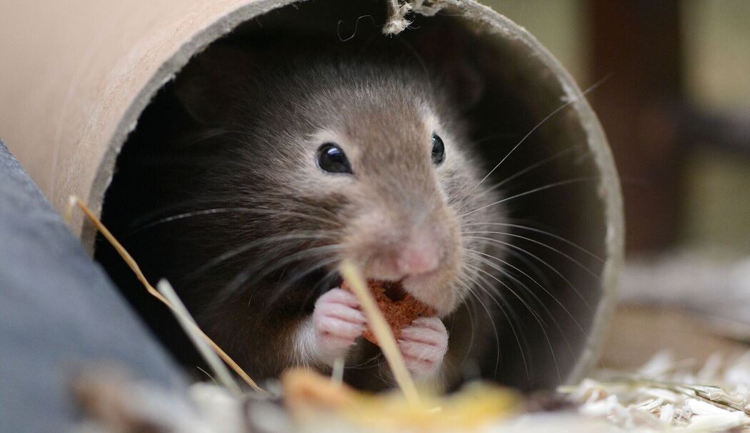 Hamster sitzt in seinem Käfig