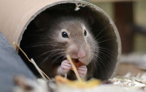 Hamster sitzt in seinem Käfig