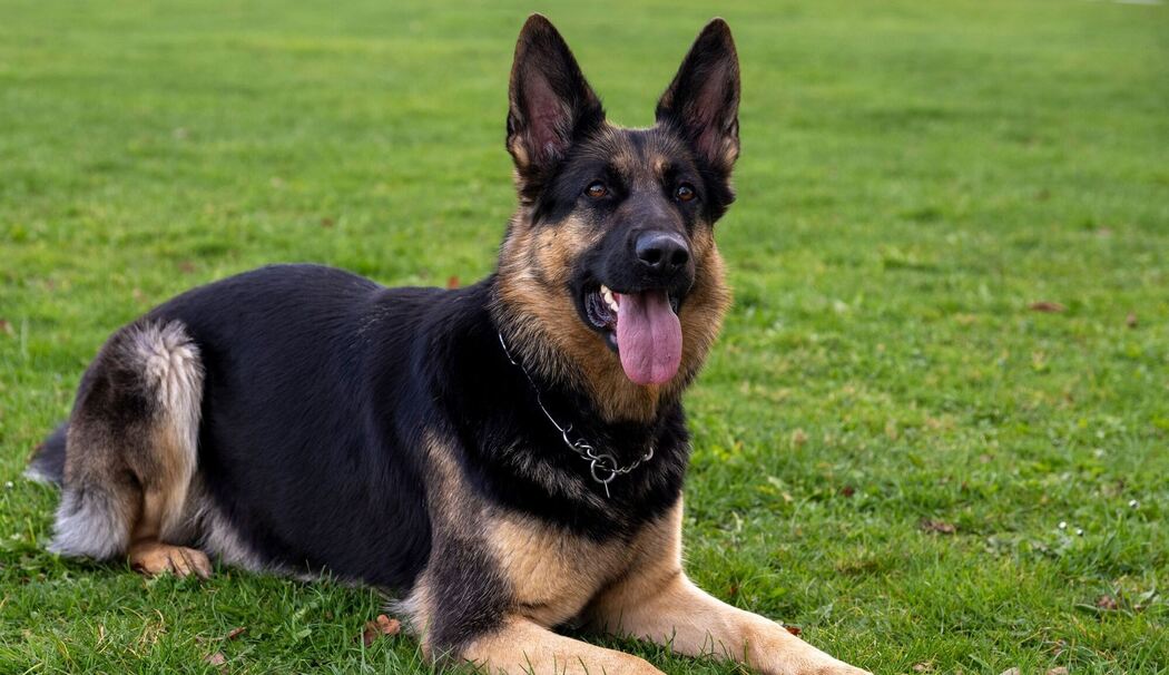 Deutscher Schäferhund