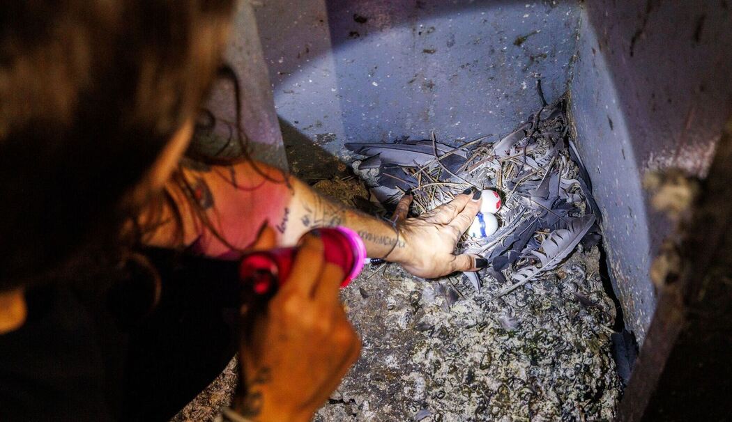 Eiertauscherin der Stadttaubenhilfe