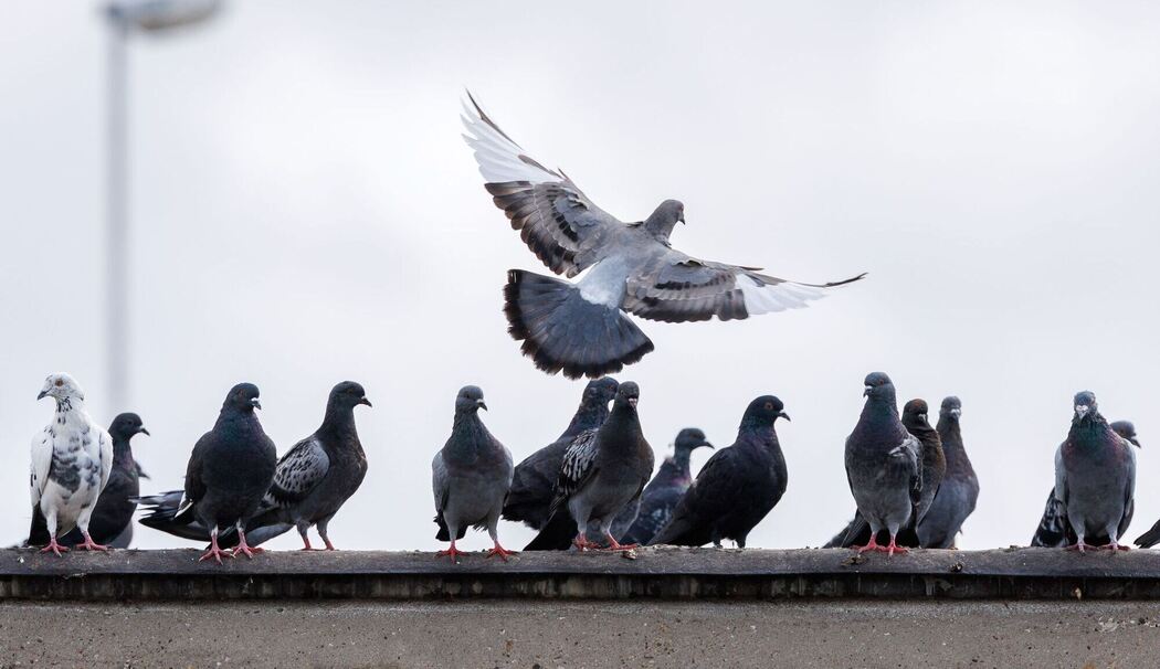 Eiertauscher der Stadttaubenhilfe