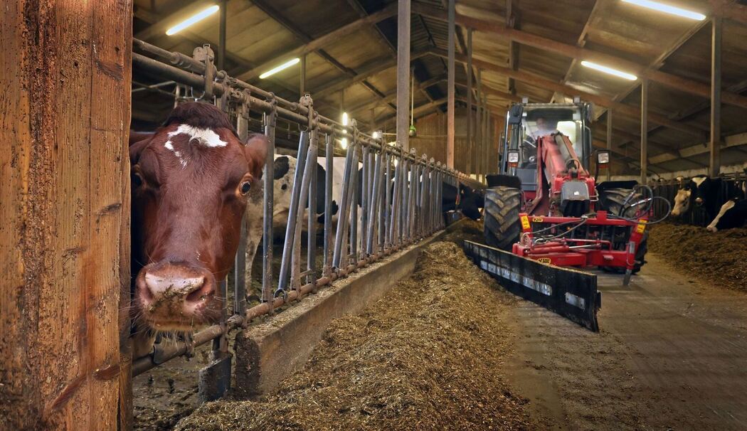 Landwirtschaft - Kuhstall Landwirtschaft - Kuhstall