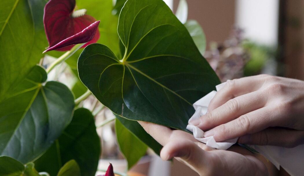 Frau staubt eine Flamingoblume ab