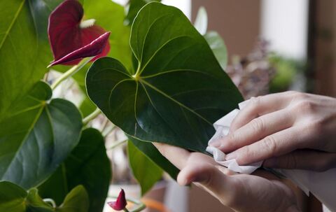 Frau staubt eine Flamingoblume ab