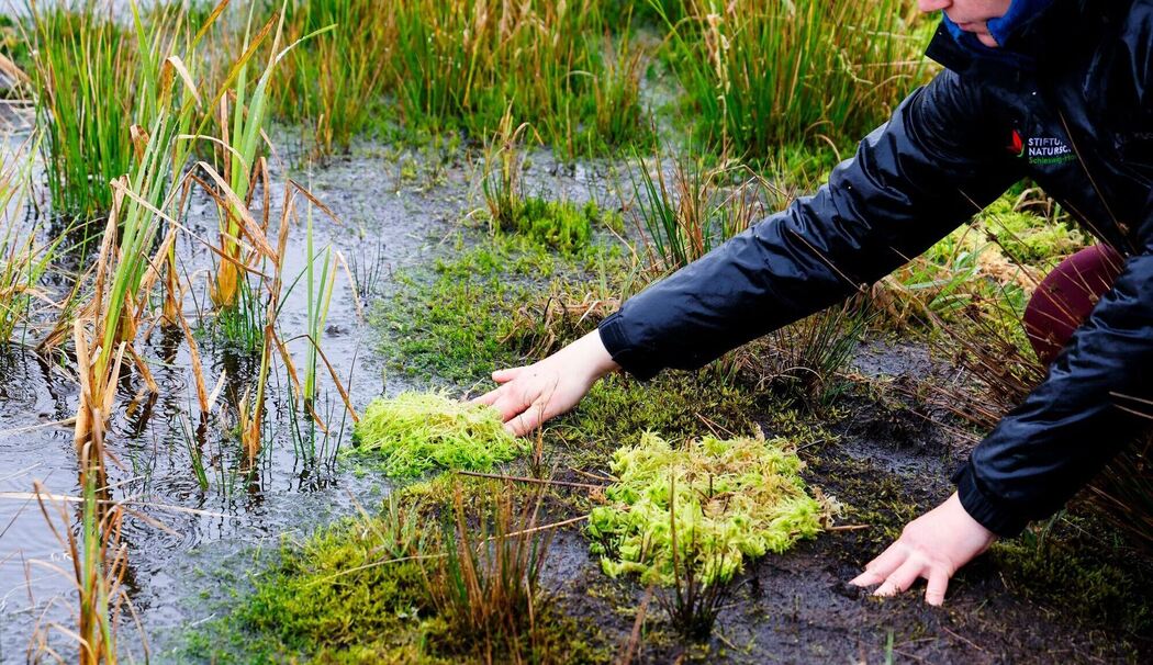 Torfmoosansiedlung im Königsmoor Torfmoosansiedlung im Königsmoor