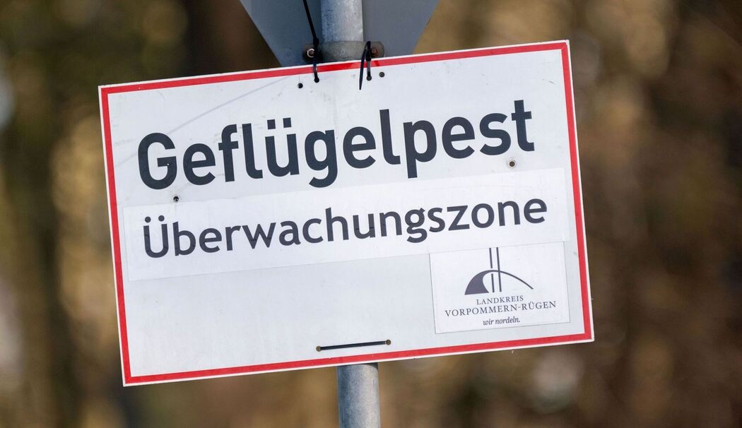 Vogelgrippe