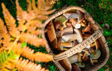 Herbstzeit ist Pilzzeit