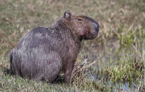 Capybara Capybara