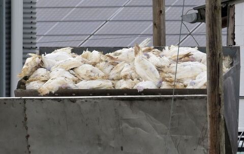 Geflügelpest breitet sich aus