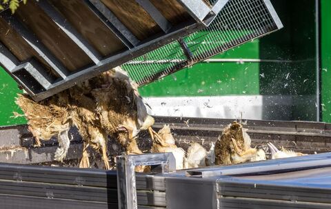 Vogelgrippe - Neuhardenberg