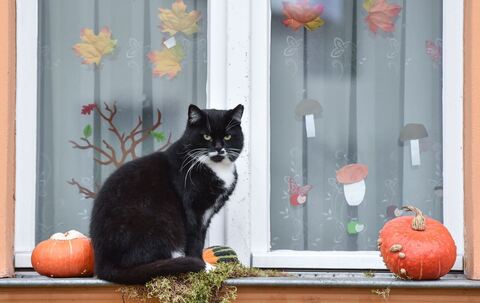 Katze sitzt auf einer herbstlich geschmückten Fensterbank