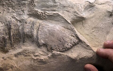 Mumifizierte Dinosaurier