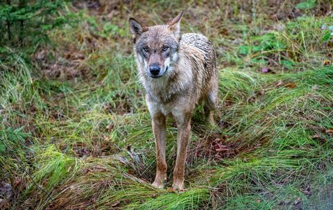 Wolf Wolf
