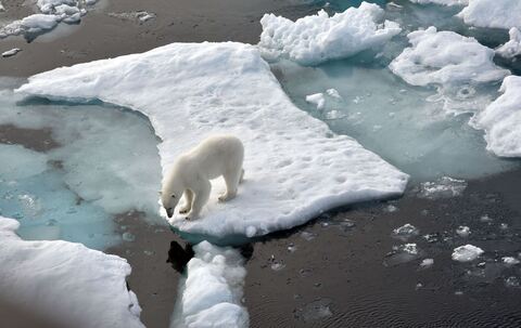 Ein Eisbär im Nordpolarmeer