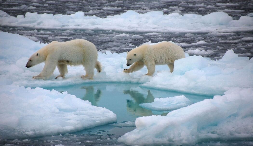 In der Arktis - Eisbären In der Arktis - Eisbären