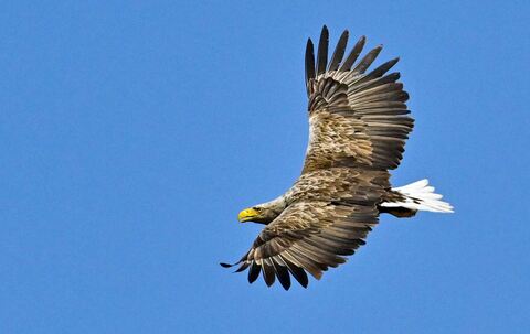Seeadler (Haliaeetus albicilla)