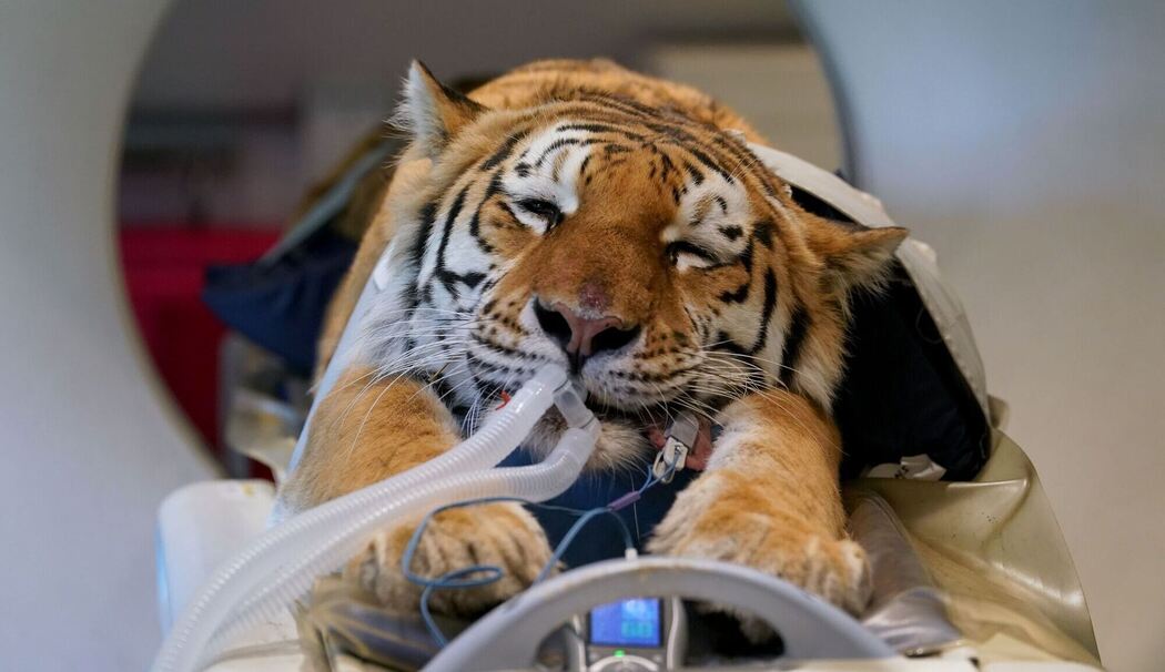 Großkatzen-CT Großkatzen-CT