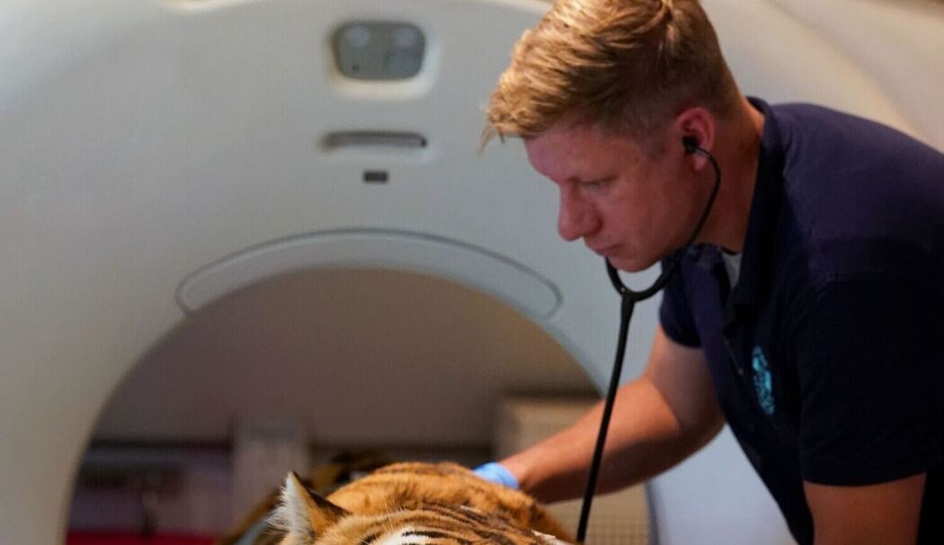 Großkatzen-CT Großkatzen-CT