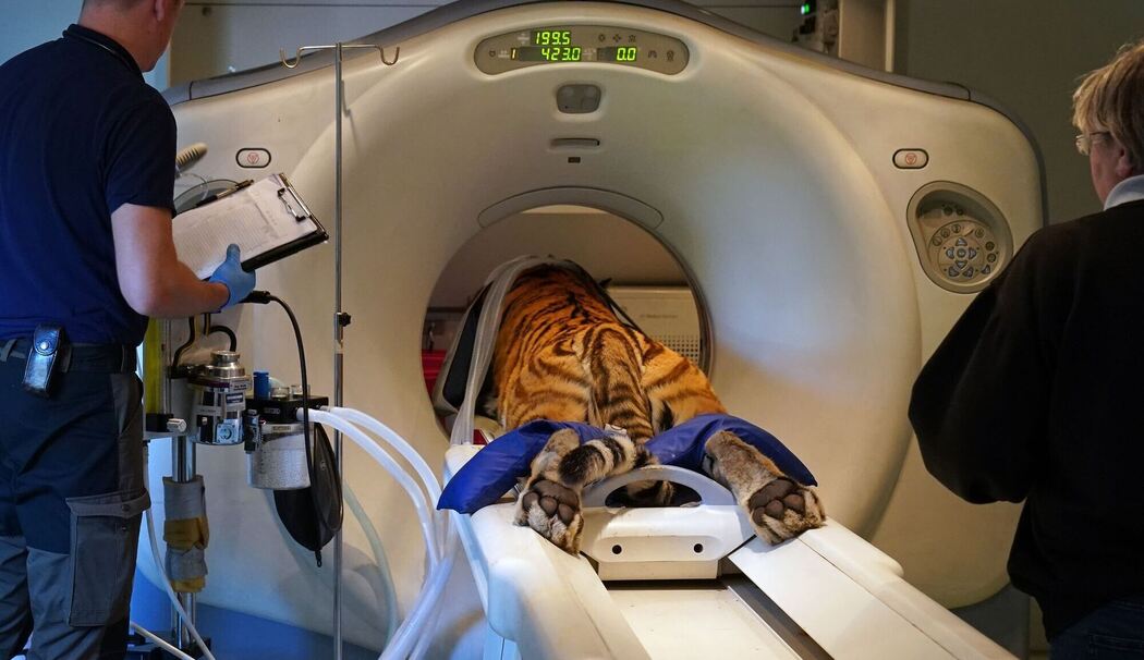 Großkatzen-CT Großkatzen-CT