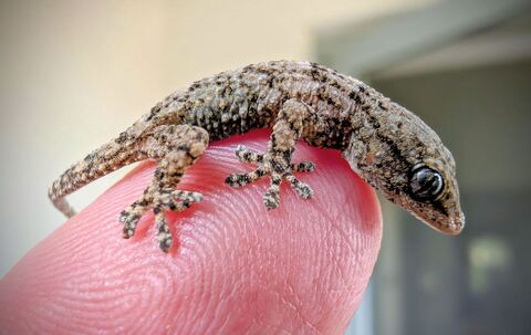 Lebender Gecko in Packung mit Rucola-Salat gefunden Lebender Gecko in Packung mit Rucola-Salat gefunden